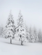 Papier peint panoramique forêt enneigée - Muralconcept
