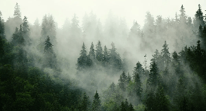 Papier peint forêt brumeuse verte