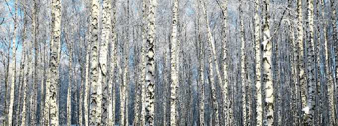 Papier peint Bouleau Wood Forêt - Muralconcept