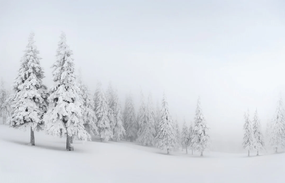 Papier peint panoramique forêt enneigée - Muralconcept