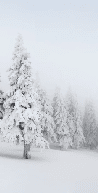 Papier peint panoramique forêt enneigée - Muralconcept