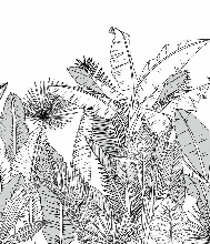 Papier peint salle de bain noir et blanc botanic leaf - Muralconcept