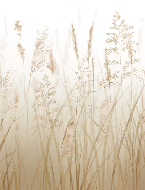 Papier peint fleur des champs de blé, XXL, tendance