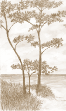 Maritime Pines and Dunes Wallpaper - Sepia - Muralconcept