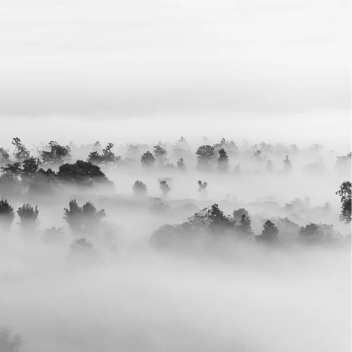 Papier peint bois brumeux - Muralconcept