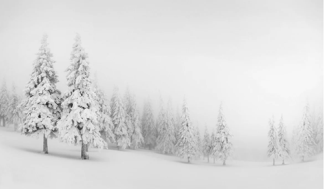 Papier peint panoramique forêt enneigée - Muralconcept