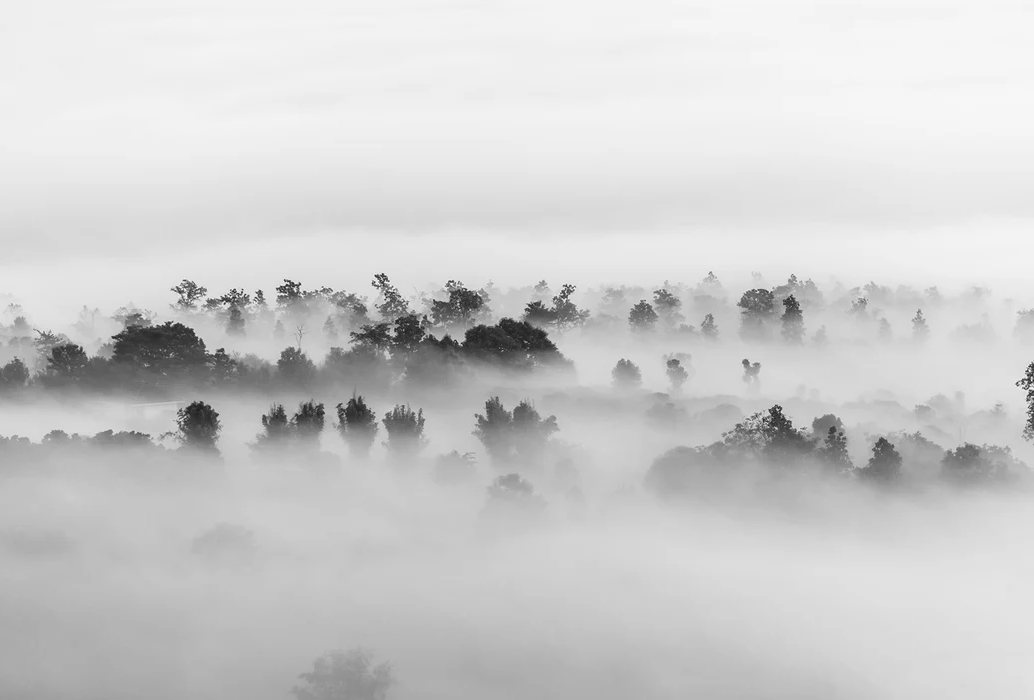 Papier peint bois brumeux - Muralconcept