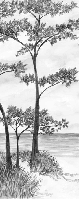 Papier peint Pins maritimes et dunes - Noir et blanc - Muralconcept