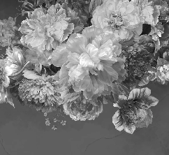 Papier peint fleur pivoine noir et blanc