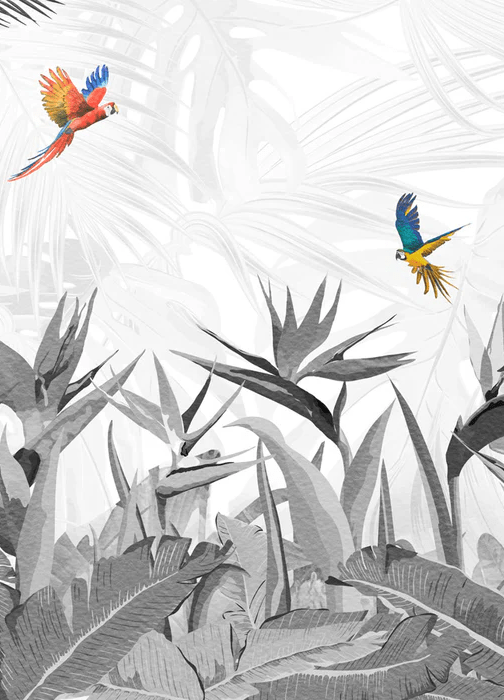 Papier peint noir et blanc oiseau du paradis - Muralconcept