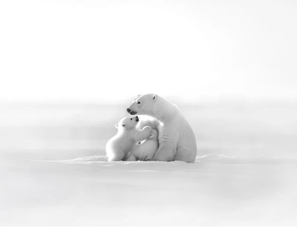 Papier peint panoramique - Horizon arctique, XXL, tendance