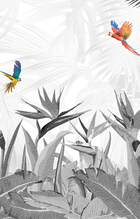 Papier peint noir et blanc oiseau du paradis - Muralconcept