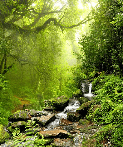 Carta da parati Cascata e foresta