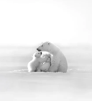 Papier peint panoramique - Horizon arctique, XXL, tendance