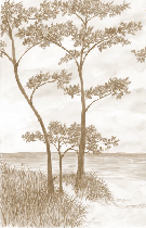 Papier peint Pins maritimes et dunes - Sépia - Muralconcept