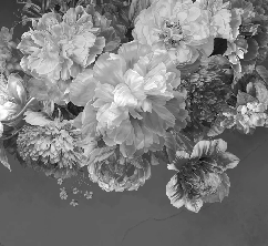 Papier peint fleur pivoine noir et blanc