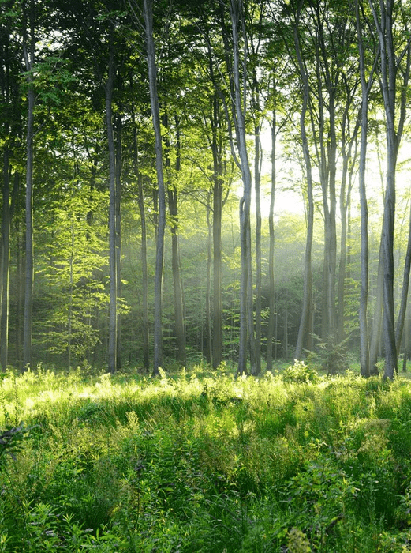 Carta da parati panoramica della pineta