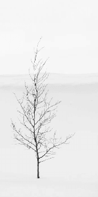 Papier peint pureté arbre - Muralconcept