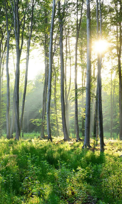 Papier peint wc Forêt de Pins - Muralconcept