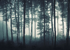 Papier peint Brume d'automne - Muralconcept