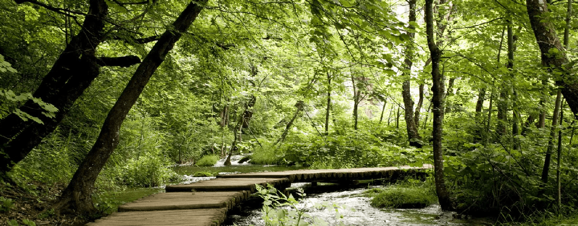 Carta da parati bistrot trompe l'œil sentiero nel bosco