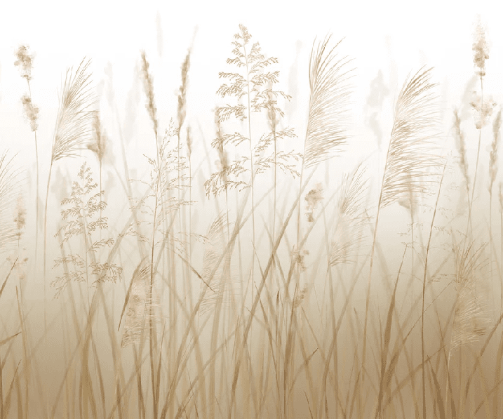 Papier peint fleur des champs de blé - Muralconcept