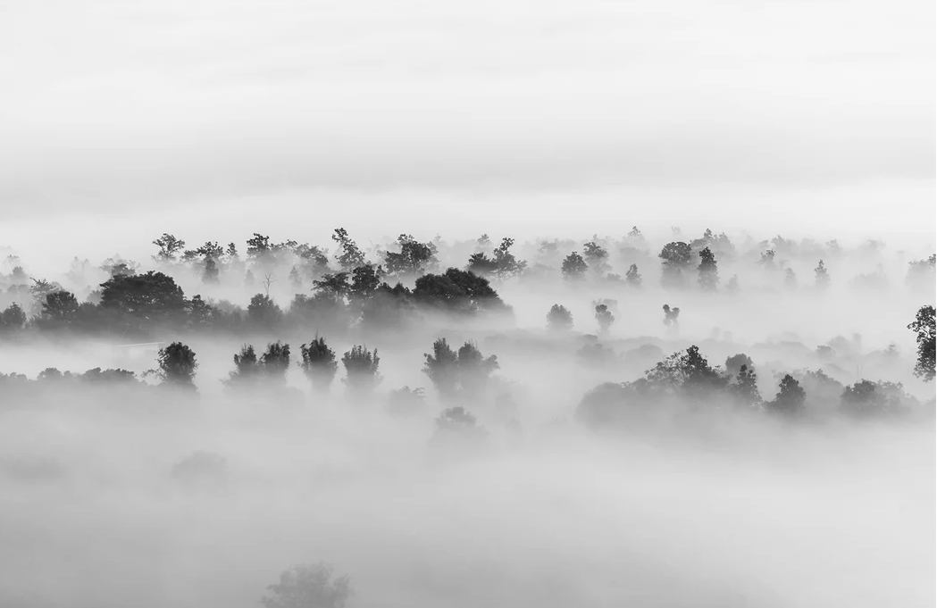 Papier peint bois brumeux - Muralconcept