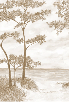 Papier peint Pins maritimes et dunes - Sépia - Muralconcept