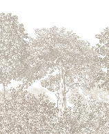 Papier peint paysage forêt gravure beige, XXL, tendance