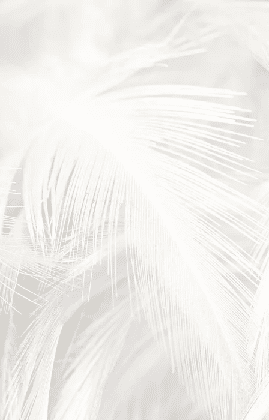 Papier peint plume subtile - Muralconcept