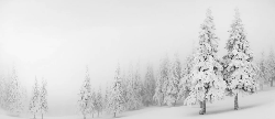 Papier peint panoramique forêt enneigée - Muralconcept
