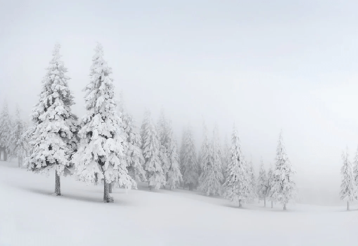 Papier peint panoramique forêt enneigée, XXL, tendance