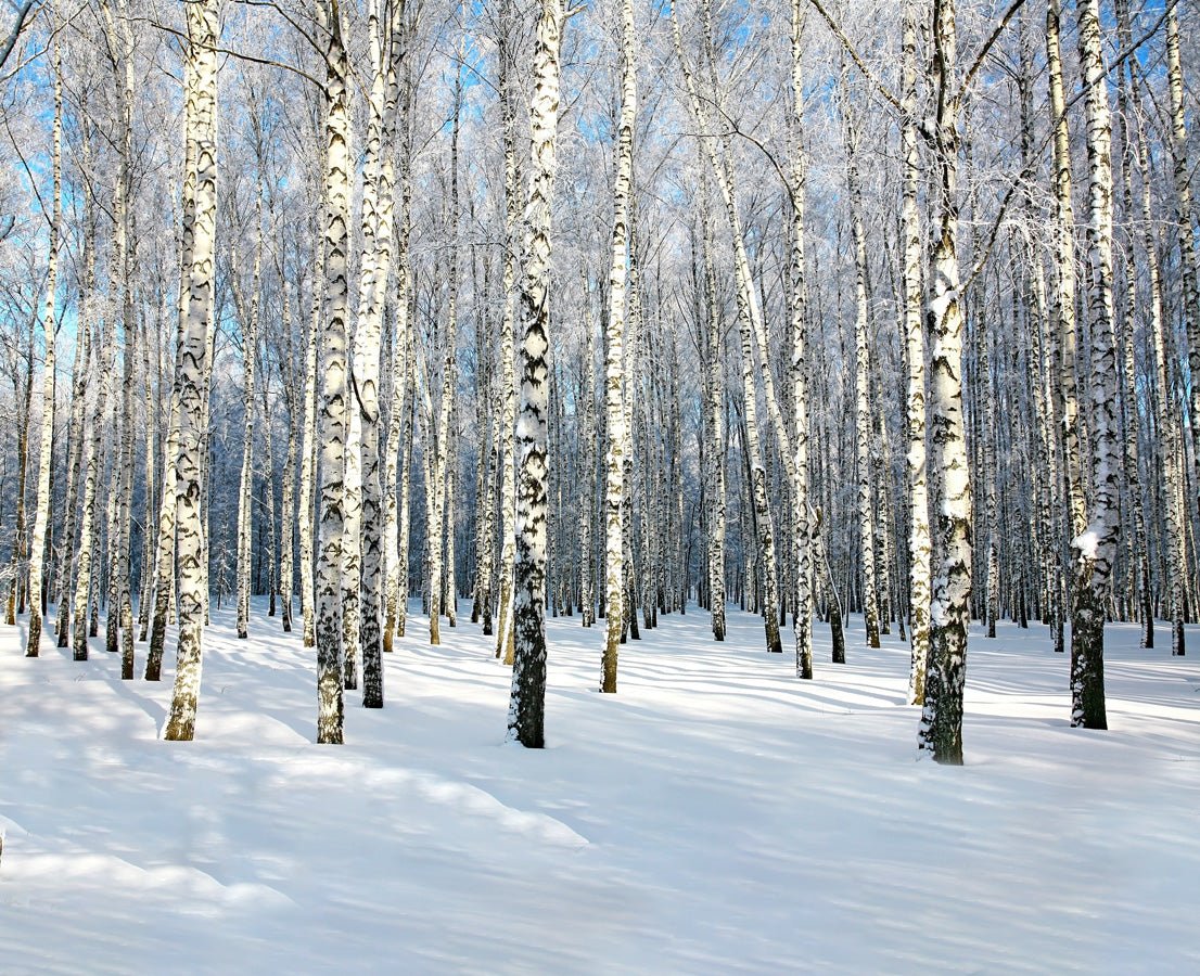 Papier peint Bouleau Wood Forêt, mural concept, tendance