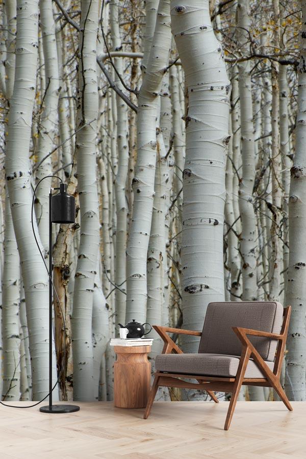 Papier peint Forêt de bouleau - papier peint sur mesure francais - muralconcept